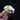 Black-tailed Prairie Dog Skull #1