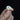 Zebra Finch Skull