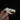 Gambian Pouched Rat Skull