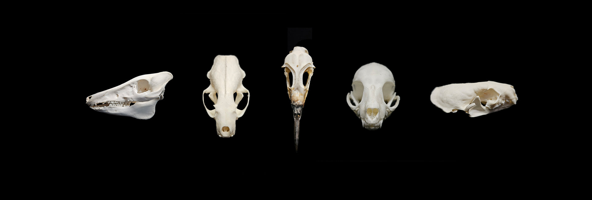 5 Skulls in a row on a black background