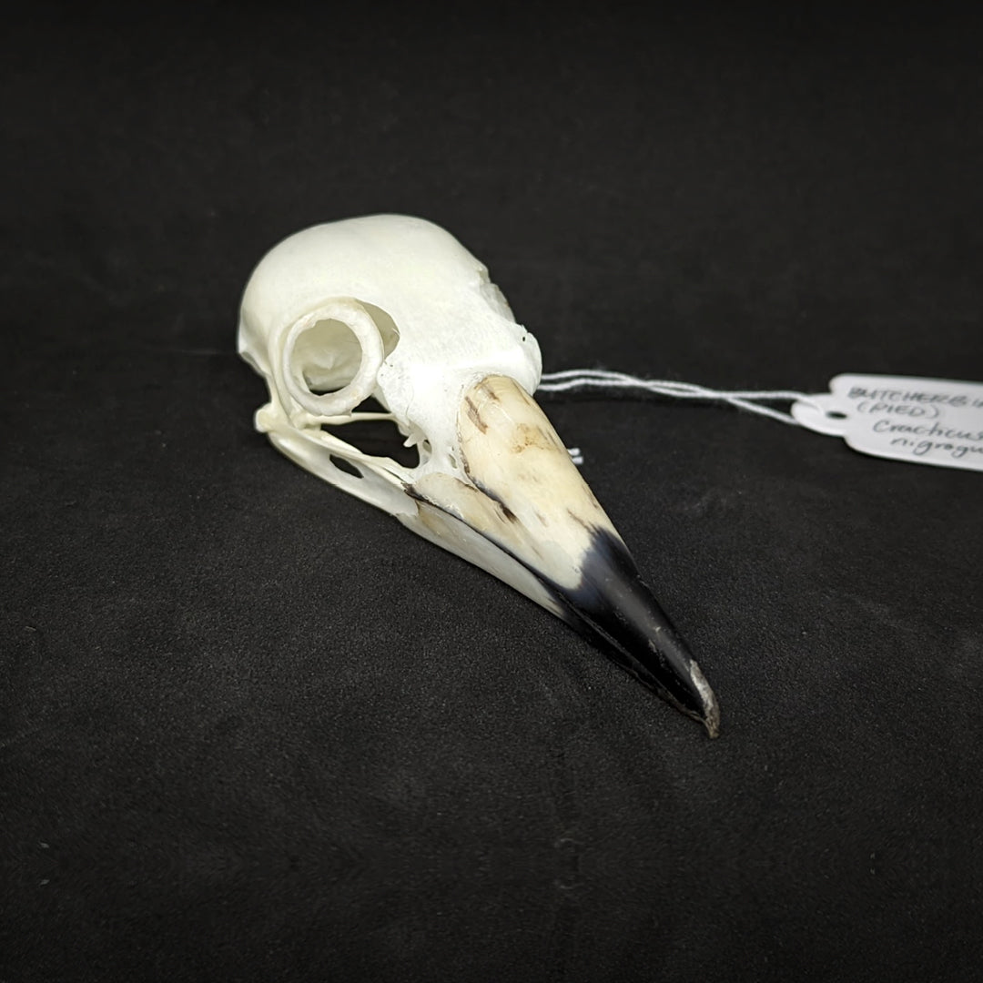 Ornithological Osteology: Bird Skull Cleaning Guide