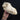 Irish Wolfhound Dog Skull
