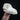 Border Collie Dog Skull #2
