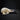 Extra Large Common Raven Skull