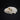 Male Meerkat Skull