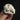 Domestic Rabbit Skulls