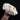 Juvenile Grey Seal Bull Pup Skull with Baculum