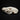 Male Northern Hog Badger Skull