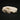 European Forest Ferret Skull