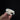 Guinea Pig Skull