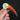 Red-billed Hornbill Skull