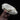 B-grade Baikal Seal Skull