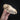 FREE FOX SKULL