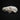 Female Northern Hog Badger Skull