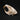 Common Muskrat Skull