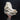 Giant Domestic Pig Skull