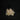Lot of Real Albatross Vertebrae