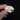 Siberian Flying Squirrel Skulls