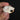 Eurasian Red Squirrel Skull