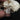 B-grade Domestic Rabbit Skulls