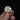 Male Crested Partridge Skull