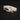 Brown Rat Skulls