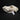 Border Collie Dog Skull #1