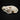 Extra Large Male Northern Hog Badger Skull