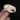 Guinea Pig Skull
