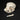 Applehead Chihuahua Dog Skull plus Baculum Bone