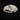 Feral Cat Skull