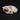 Large Eastern Grey Squirrel Skull