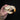 Sumatran Bamboo Rat Skull