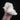 Pekingese Dog Skull (with underbite)