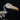 Herring Gull Skeleton