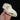 Border Collie Cross Dog Skull