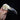 Extra Large Common Raven Skull