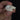 Southern Flying Squirrel Skulls