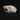Eurasian Red Squirrel Skull