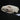 Large Male Fisher Skull