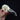 Common Raven Skull
