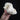Pekingese Dog Skull